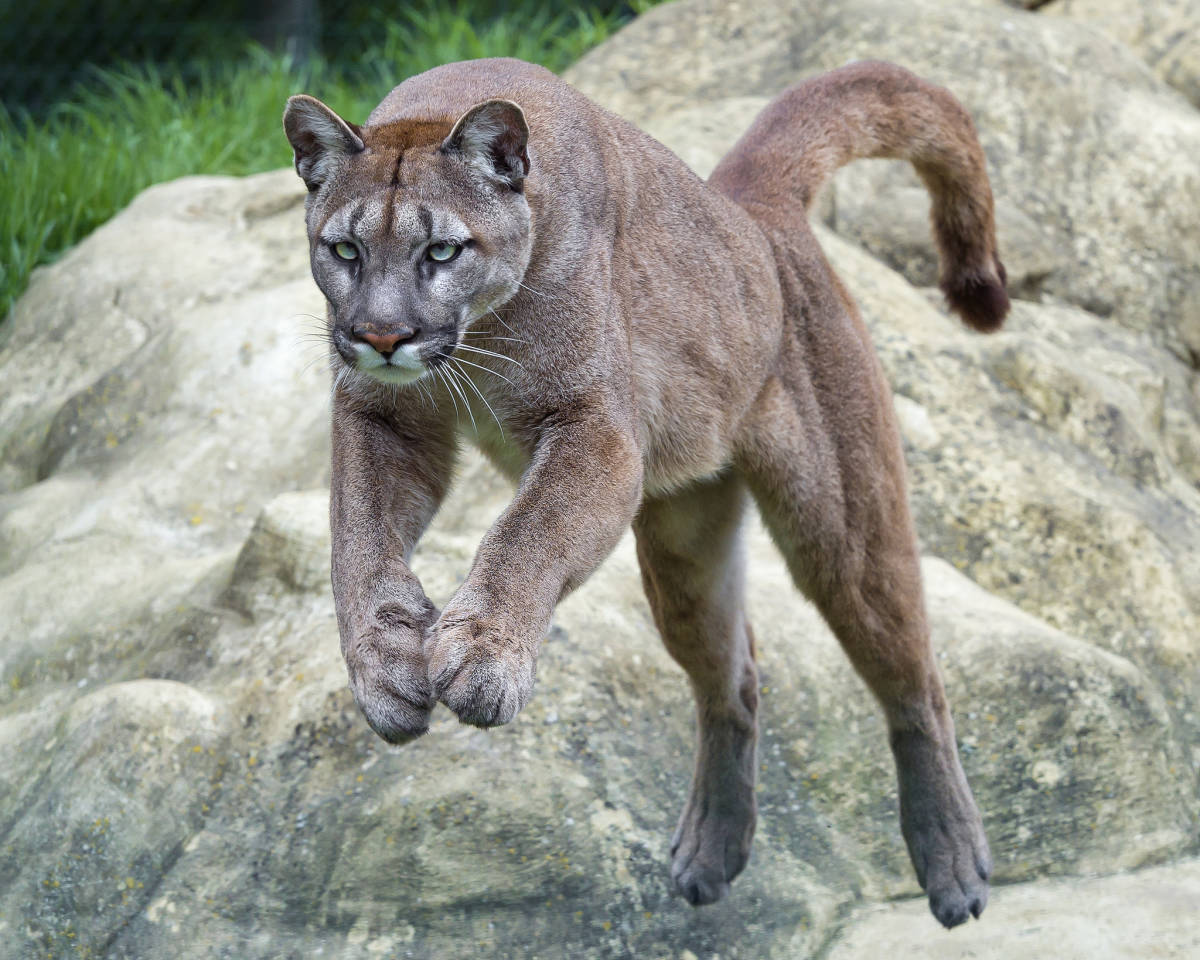 Das Leopardenland de 