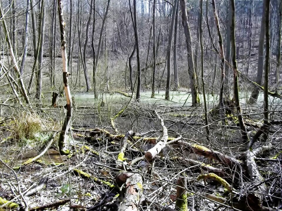 In der Murellschlucht