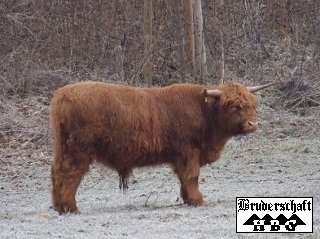 Highlandbulle; Foto der Bruderschaft Herzberg