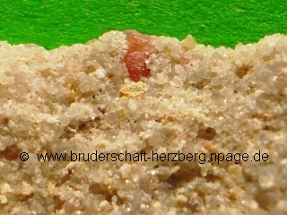 Quarzsandstein mit Rosa Apatit - vergrößert - Foto der Bruderschaft Herzberg