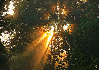 Waldbaden auf dem Üetliberg