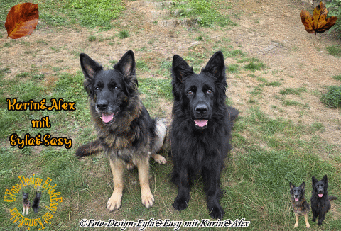 Gästebuch Banner - verlinkt mit https://www.eyla-easy-giftworld.de