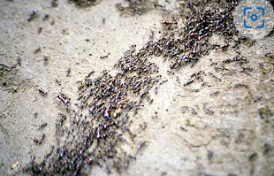 A group of ants on the ground

Description automatically generated