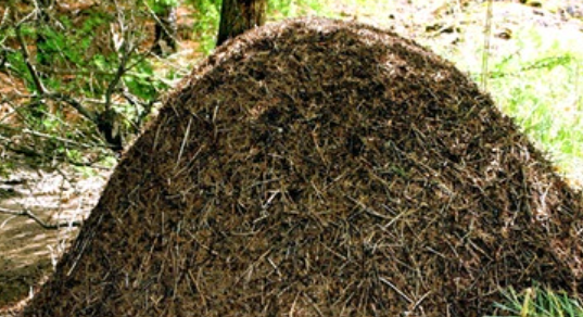 A large mound of pine needles

Description automatically generated