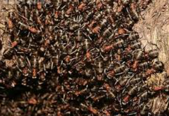 A group of ants on a rock

Description automatically generated