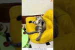 Schlafende Katzen Level Expert