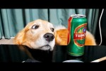 Video - Die besten Videos aller Zeiten (Teil 81)