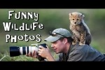 Video - Lustige Wildtierfotos: Der ungebetene Gast