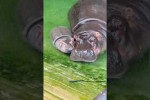 Video - Lustige Tiervideos