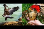 Video - Die besten Videos 2026 (Teil 52)