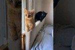 Video - Lustige Katzen