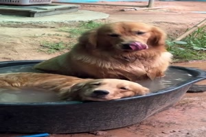 So-kühlen-sich-Hunde-ab.mp4 auf www.funpot.net