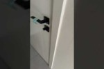 Video - Lautes Kindergeschrei