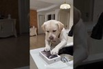 Video - Lustiges Hunde-KI-Video