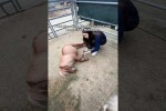 Video - Diese eine Person im Stall