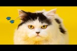 Video - Lustige und süße Katzenvideos