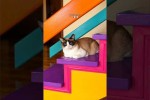 Video - Lustige Katzen