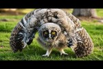 Video - Die besten Videos 2026 (Teil 66)