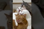 Video - Lustige Katzen