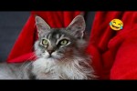 Video - Lustige und süße Katzenvideos