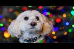 Video - Niedliche und lustige Hundevideos
