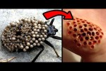 Video - Dinge, Die Du NIEMALS Mit Bloßen Händen Berühren Solltest!