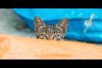 Video - Lustige und süße Katzenvideos