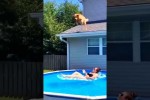 Video - Hunde sind immer auf der Suche nach Möglichkeiten, sich abzukühlen