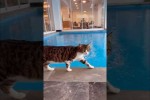 Video - Lustige Katzen